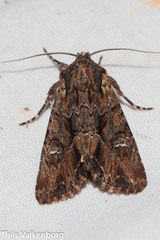 Mniotype occidentalis