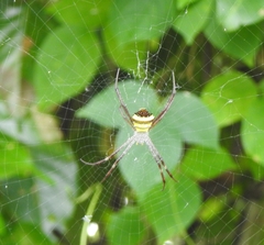 Argiope anasuja