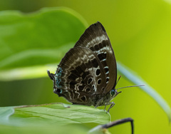 Arhopala adherbal