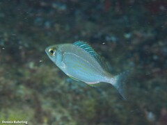 Spondyliosoma cantharus