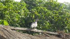 Columba guinea