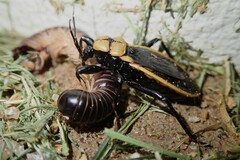 Ectrichodia crux