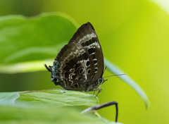 Arhopala adherbal