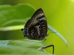 Arhopala adherbal