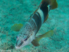 Serranus papilionaceus