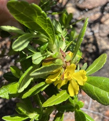 Hibbertia serrata