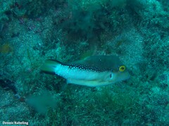Canthigaster capistrata