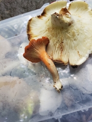 Cantharellus corallinus