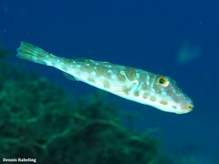 Sphoeroides marmoratus