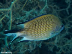 Chromis limbata