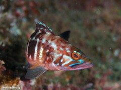Serranus atricauda