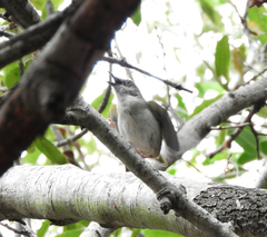 Camaroptera brachyura