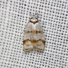 Chezala brachypepla