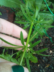 Galium aparine