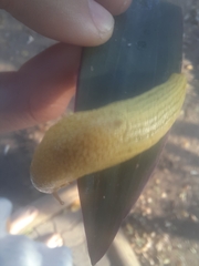 Elisolimax flavescens