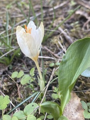 Crocus boryi