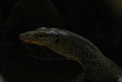 Varanus rainerguentheri