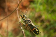 Reduviidae