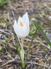 Crocus boryi