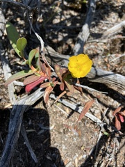 Hibbertia amplexicaulis