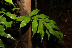 Dendroconche ampla