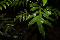 Dendroconche ampla