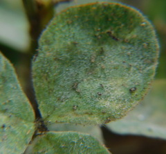 Erysiphe trifoliorum