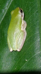 Hyla chinensis