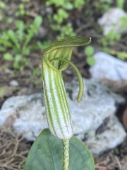Arisarum vulgare