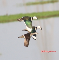 Nettapus coromandelianus