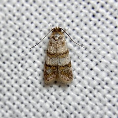 Elaphromorpha axierasta