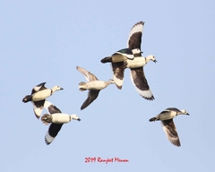 Nettapus coromandelianus