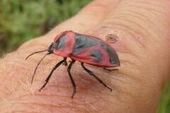 Dismegistus binotatus