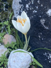 Crocus boryi