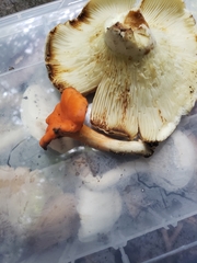 Cantharellus corallinus