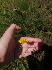 Cyperus sphaerocephalus