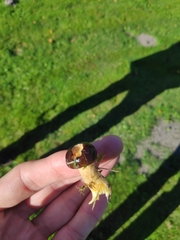 Gomphidius glutinosus