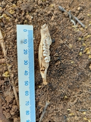 Thryonomys swinderianus