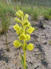 Pterygodium acutifolium