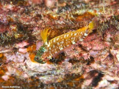 Tripterygion delaisi