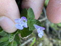 Clinopodium nepeta