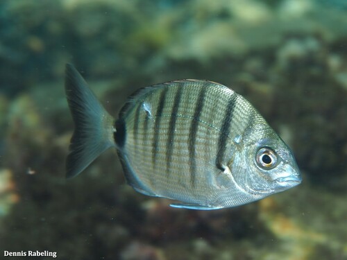 Moroccan White Seabream