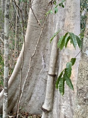 Uroplatus henkeli