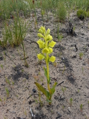 Pterygodium acutifolium