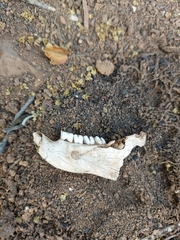 Thryonomys swinderianus