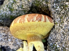 Xerocomellus chrysenteron