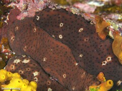 Holothuria sanctori
