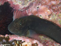 Ophioblennius atlanticus