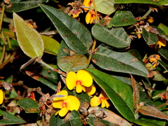 Platylobium parviflorum