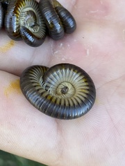 Pachyiulus flavipes